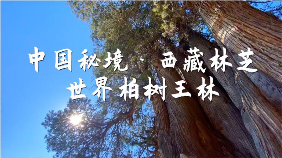 重庆将纵深推进成渝地区双城经济圈建设 合力打造带动全国高质量发展的重要增长极
